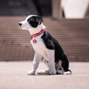 Placa ID Alfabeto Letra