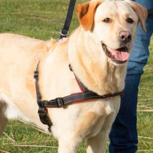 de adiestramiento Trixie Lead 'n' Walk Soft