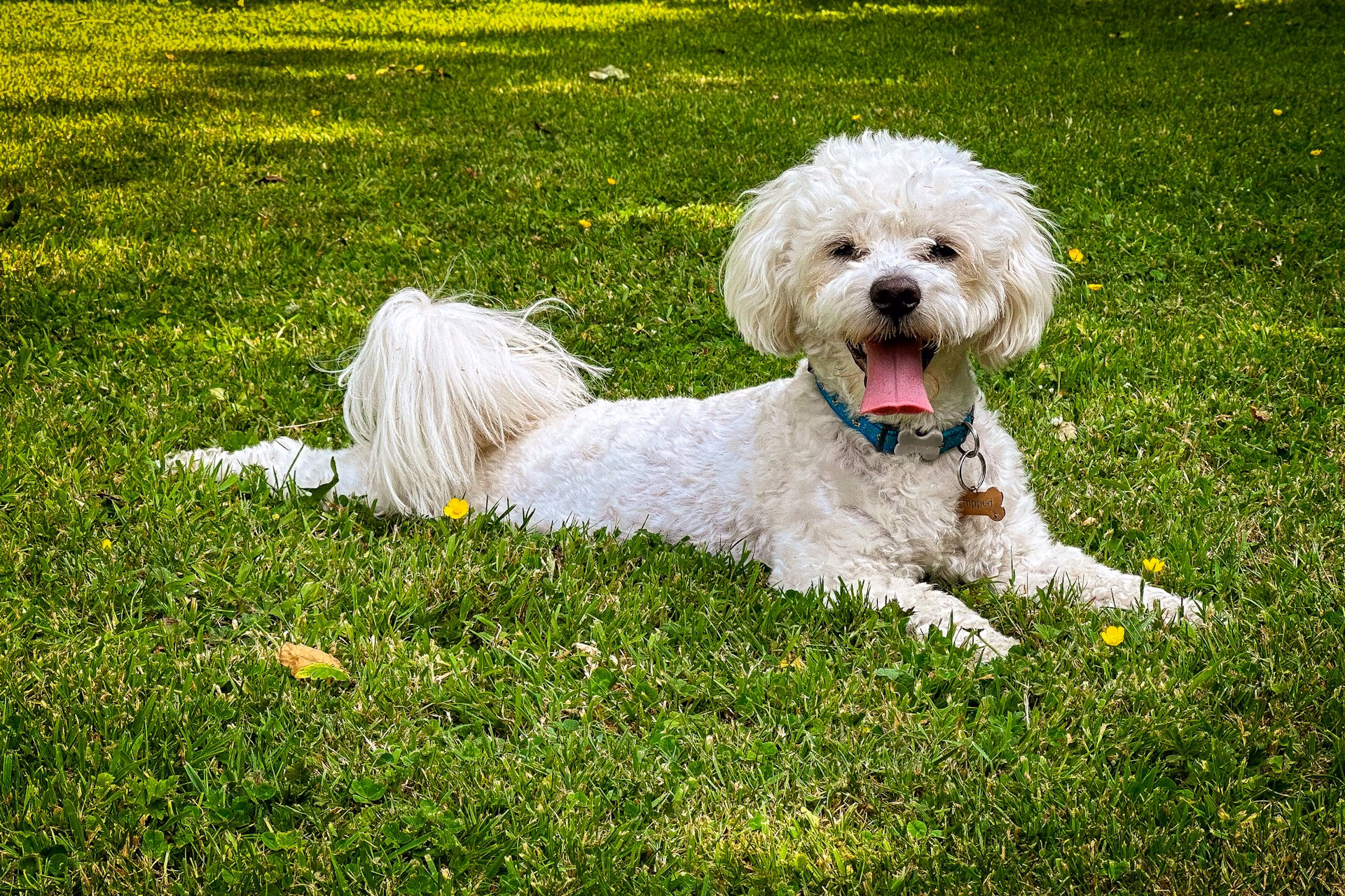 Bichón Frisé