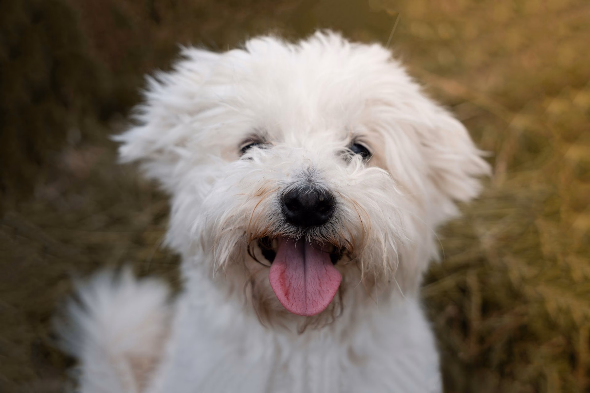 Bichón Maltés