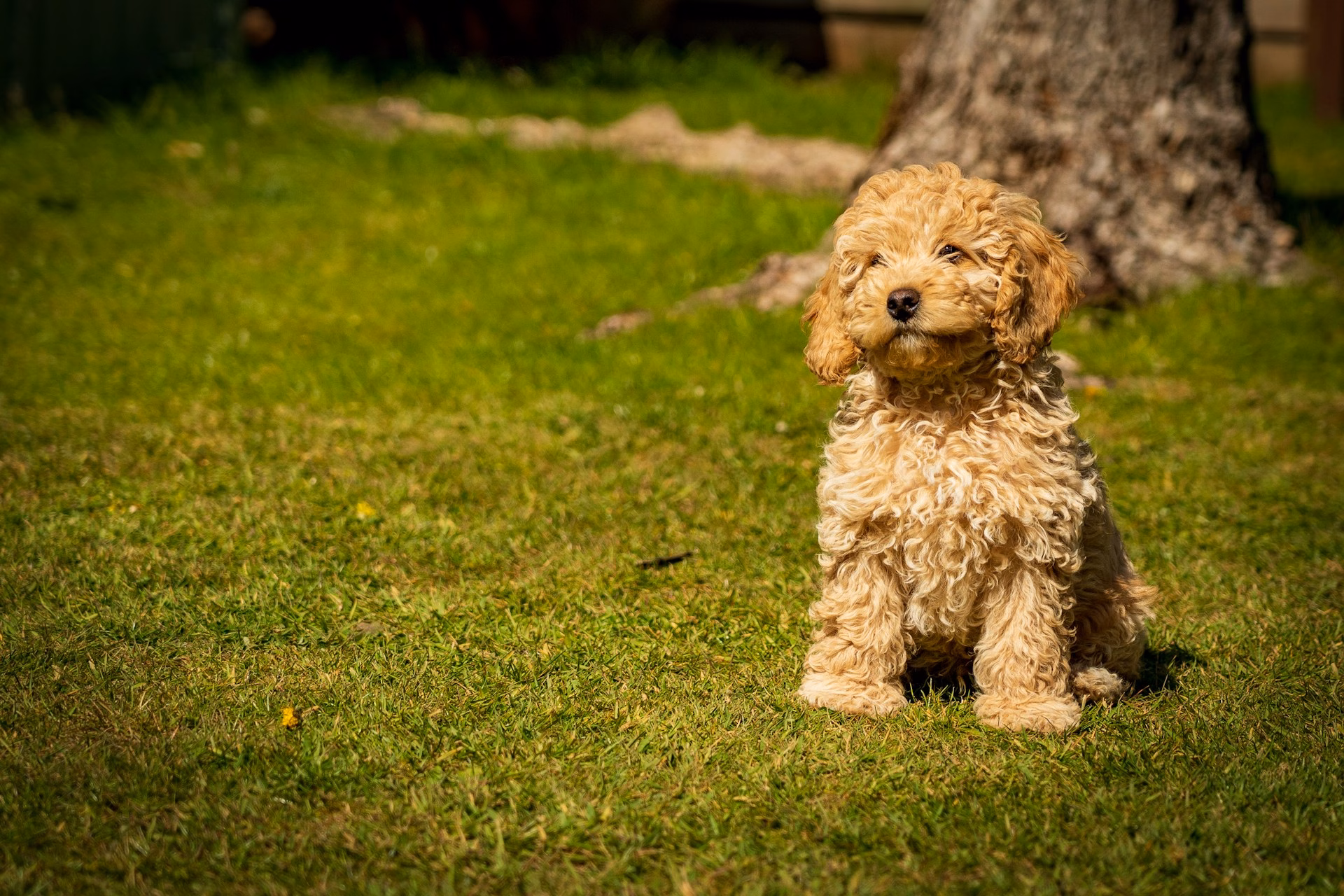 Caniche