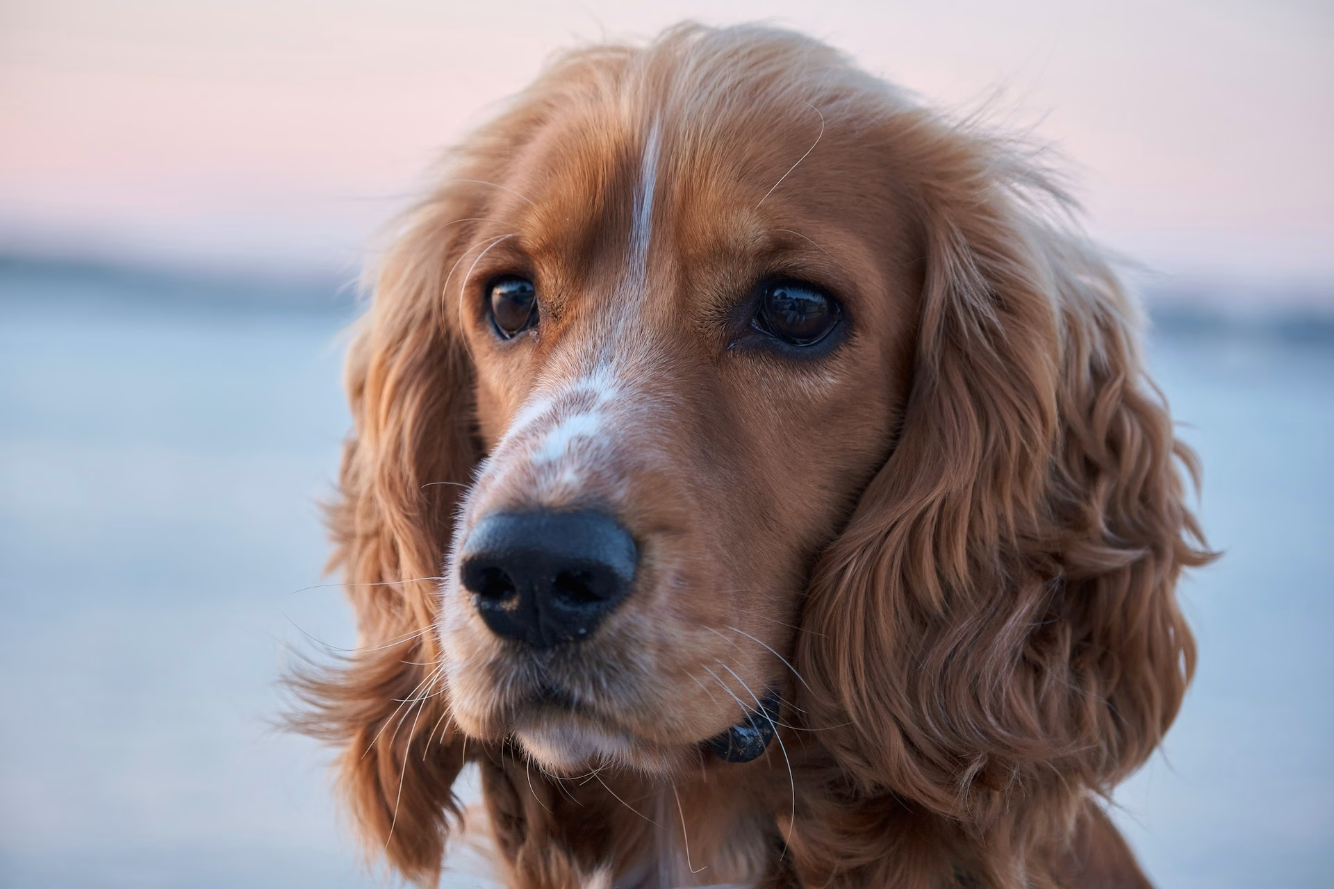 Cocker Spaniel Inglés