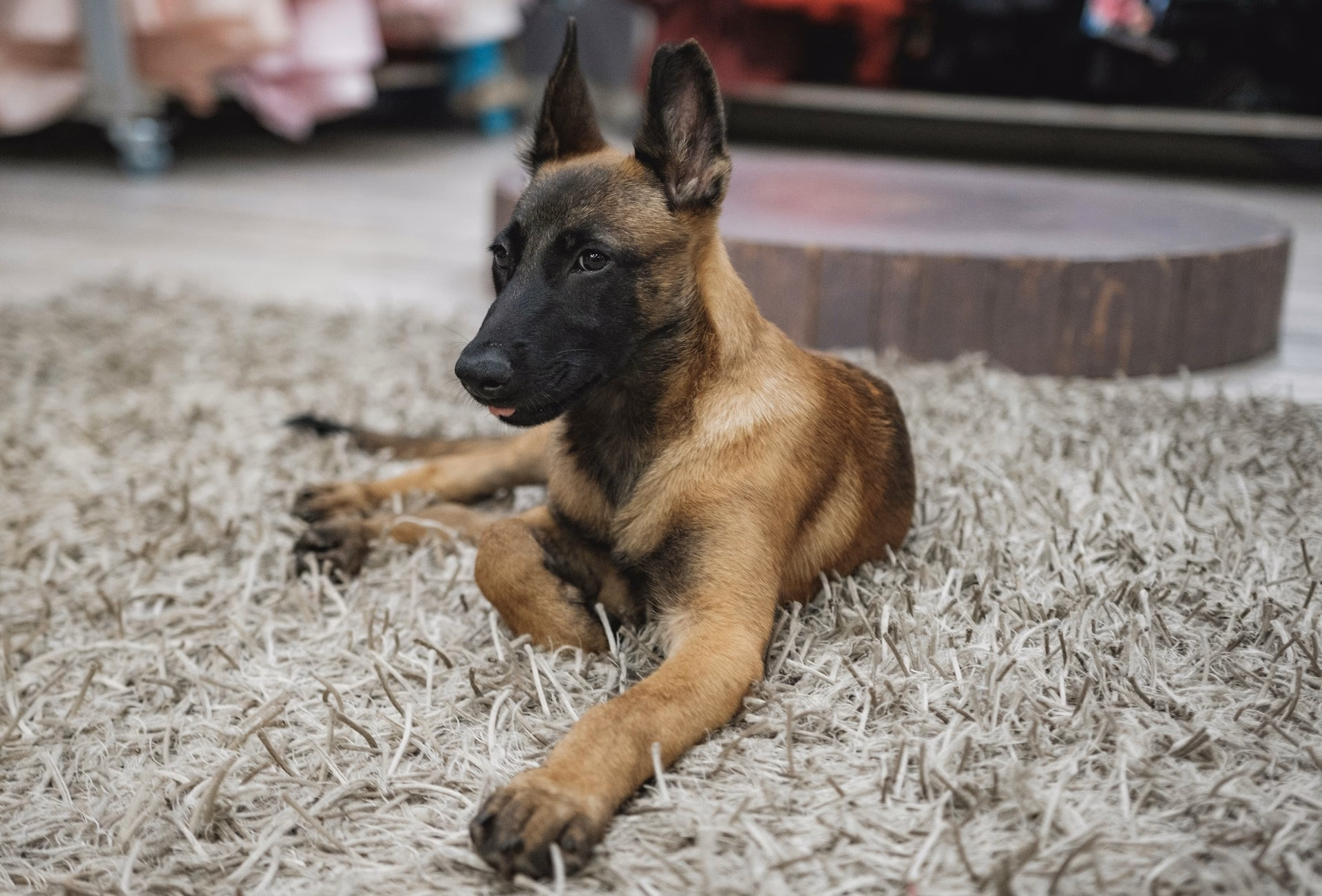 Pastor Belga Malinois