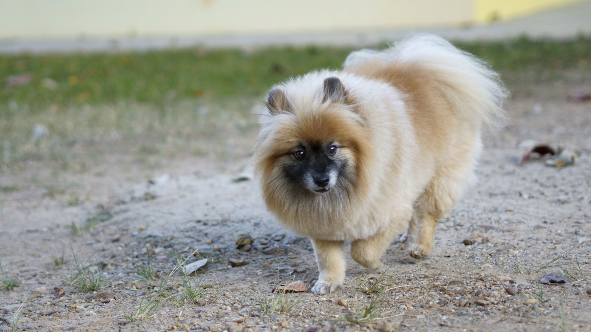 Pomerania