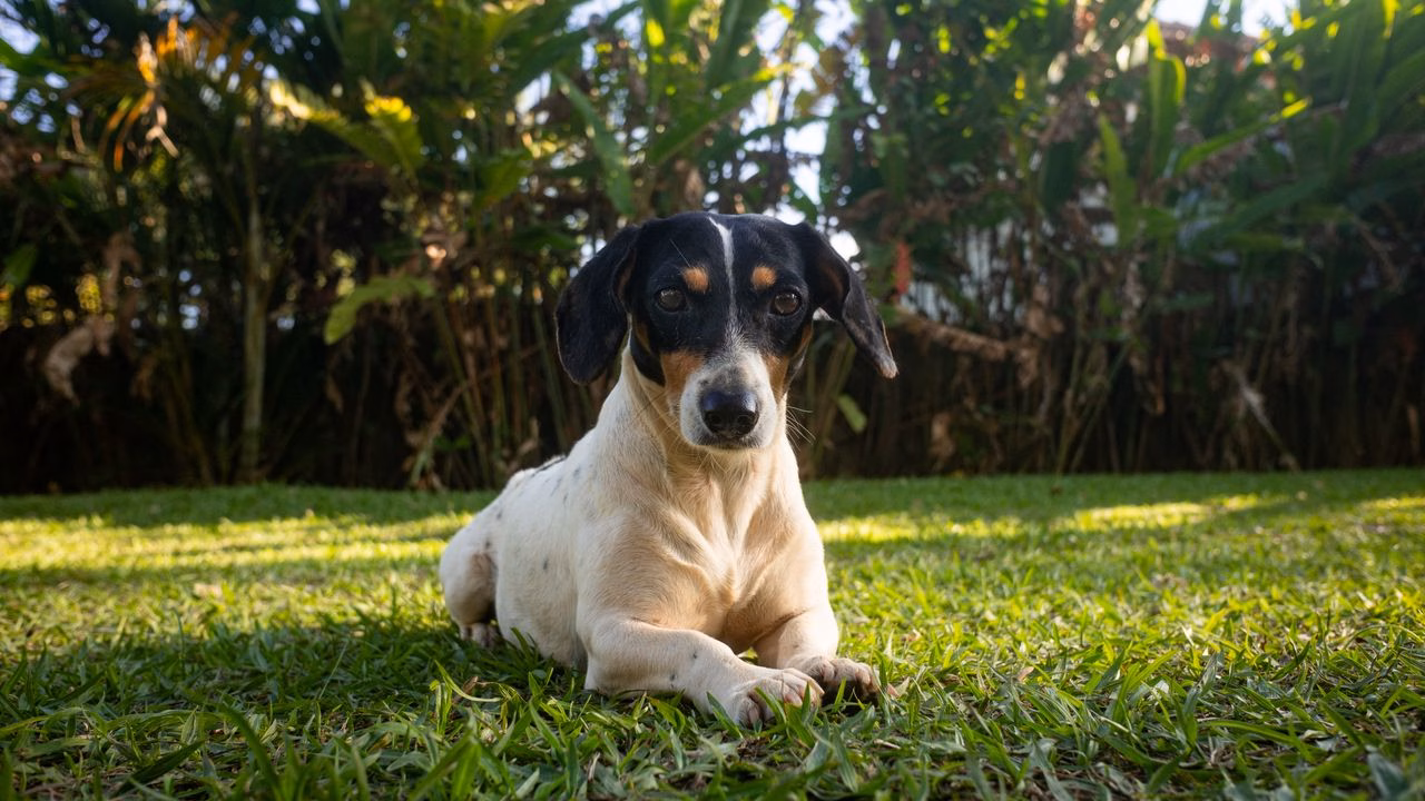 Ratonero Bodeguero Andaluz