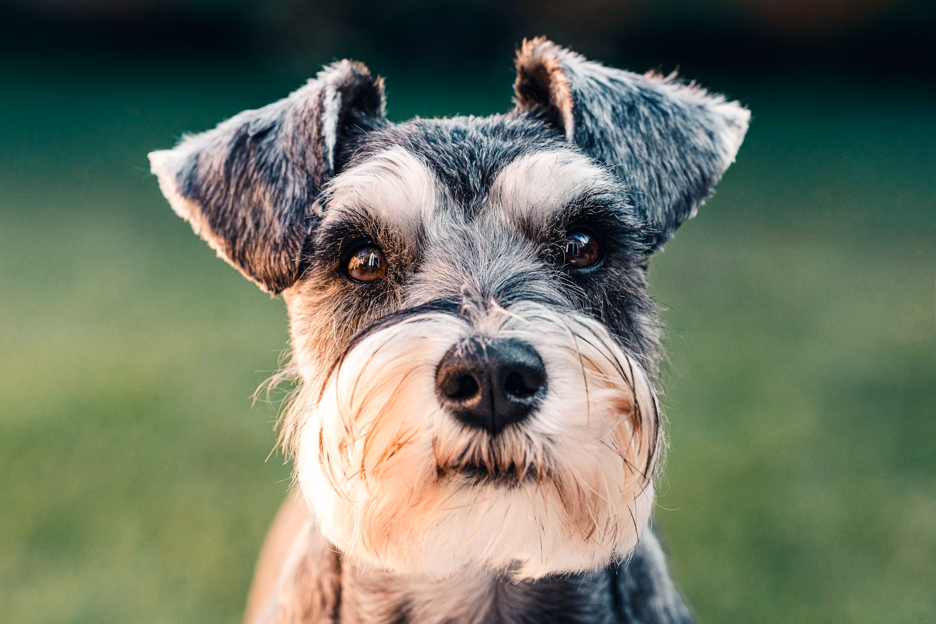 Schnauzer Miniatura