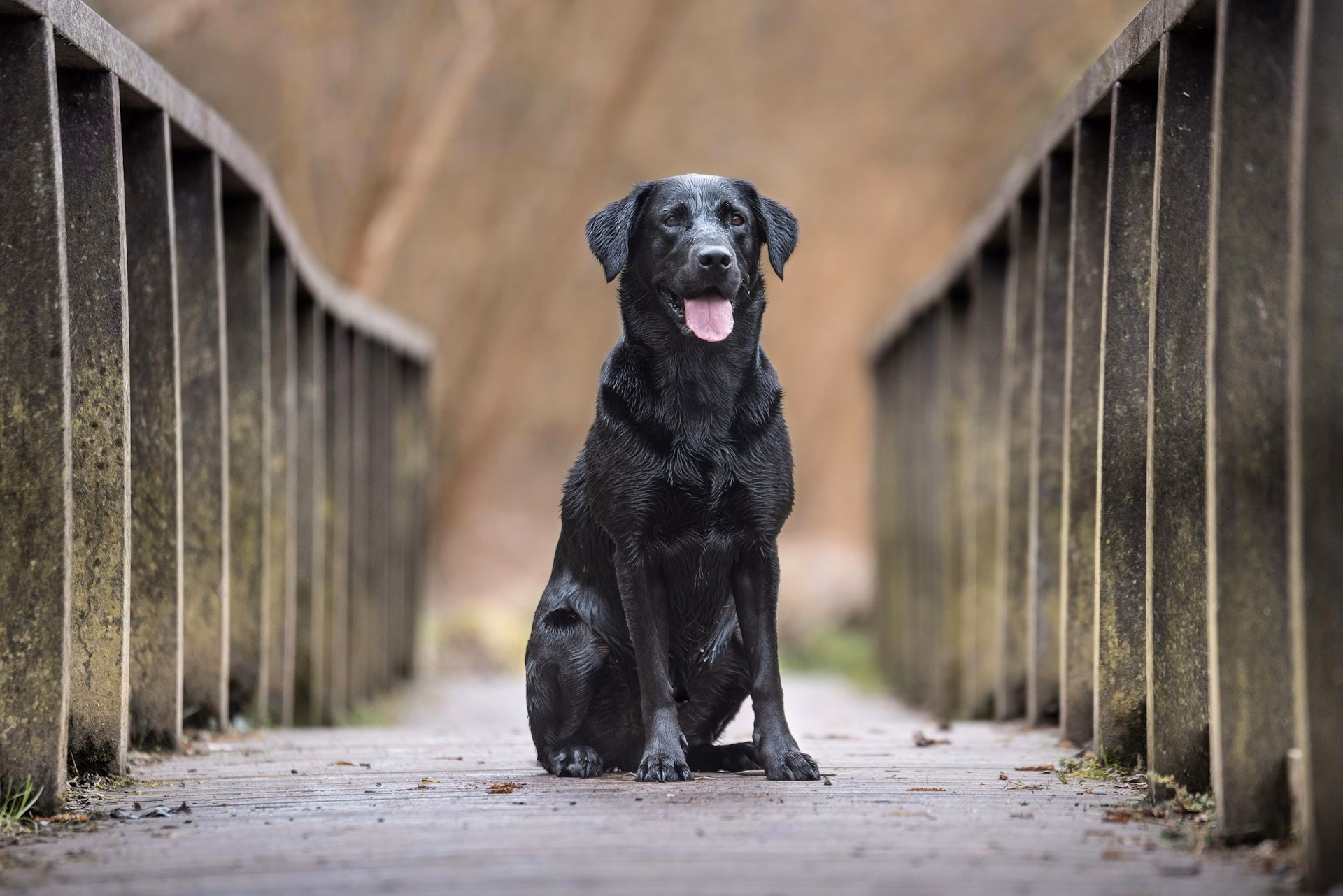 Labrador Retriever