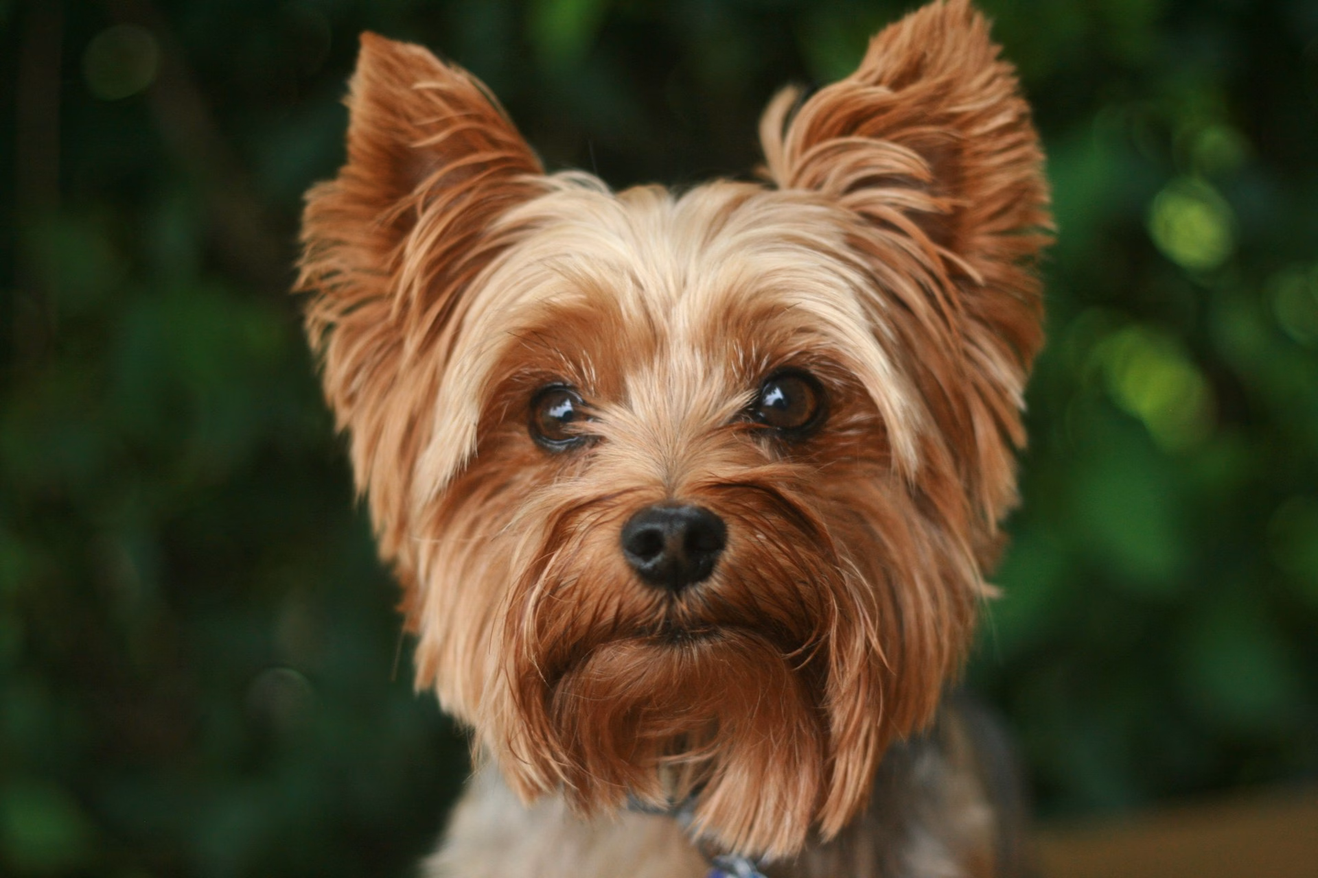 Yorkshire Terrier