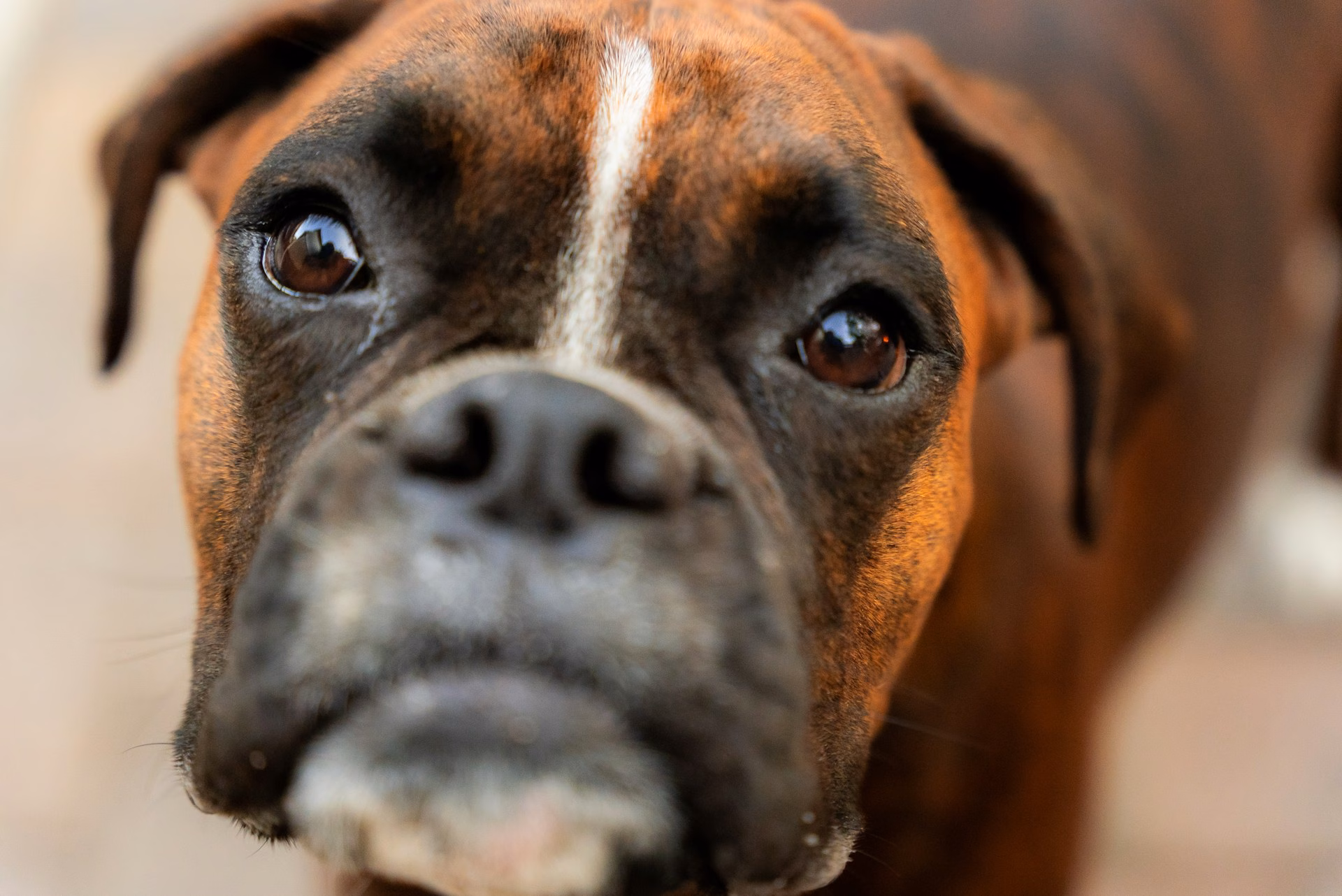 Boxer