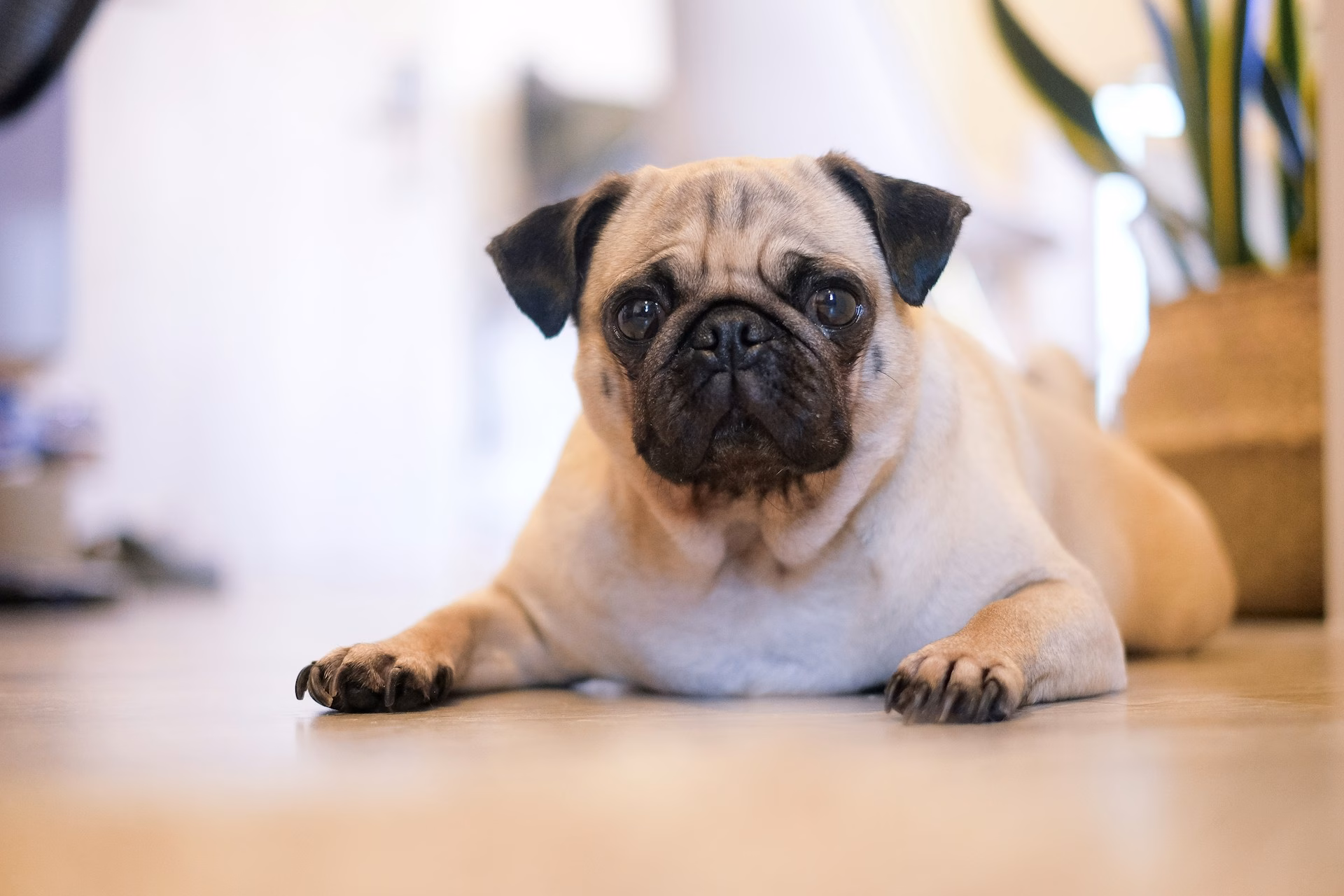 Carlino o Pug