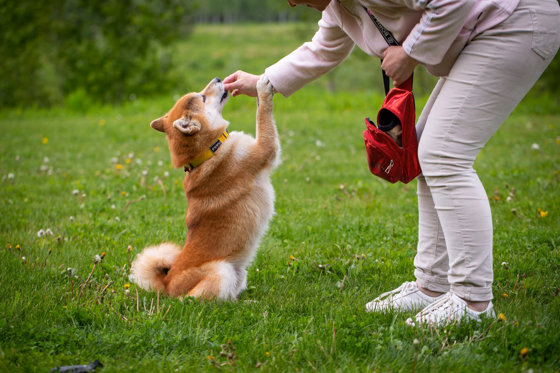 Cómo entrenar a un perro con premios