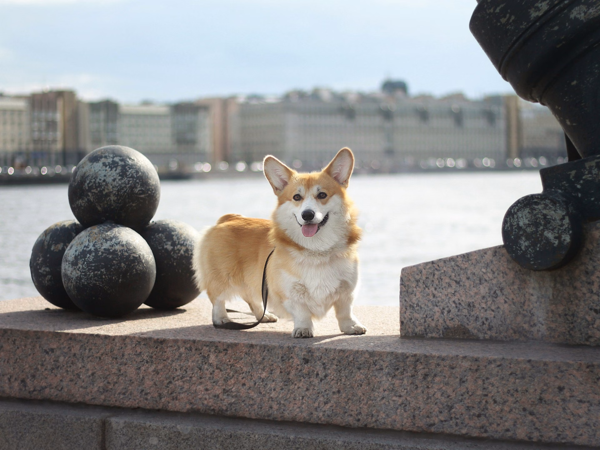 Corgi Galés Pembroke