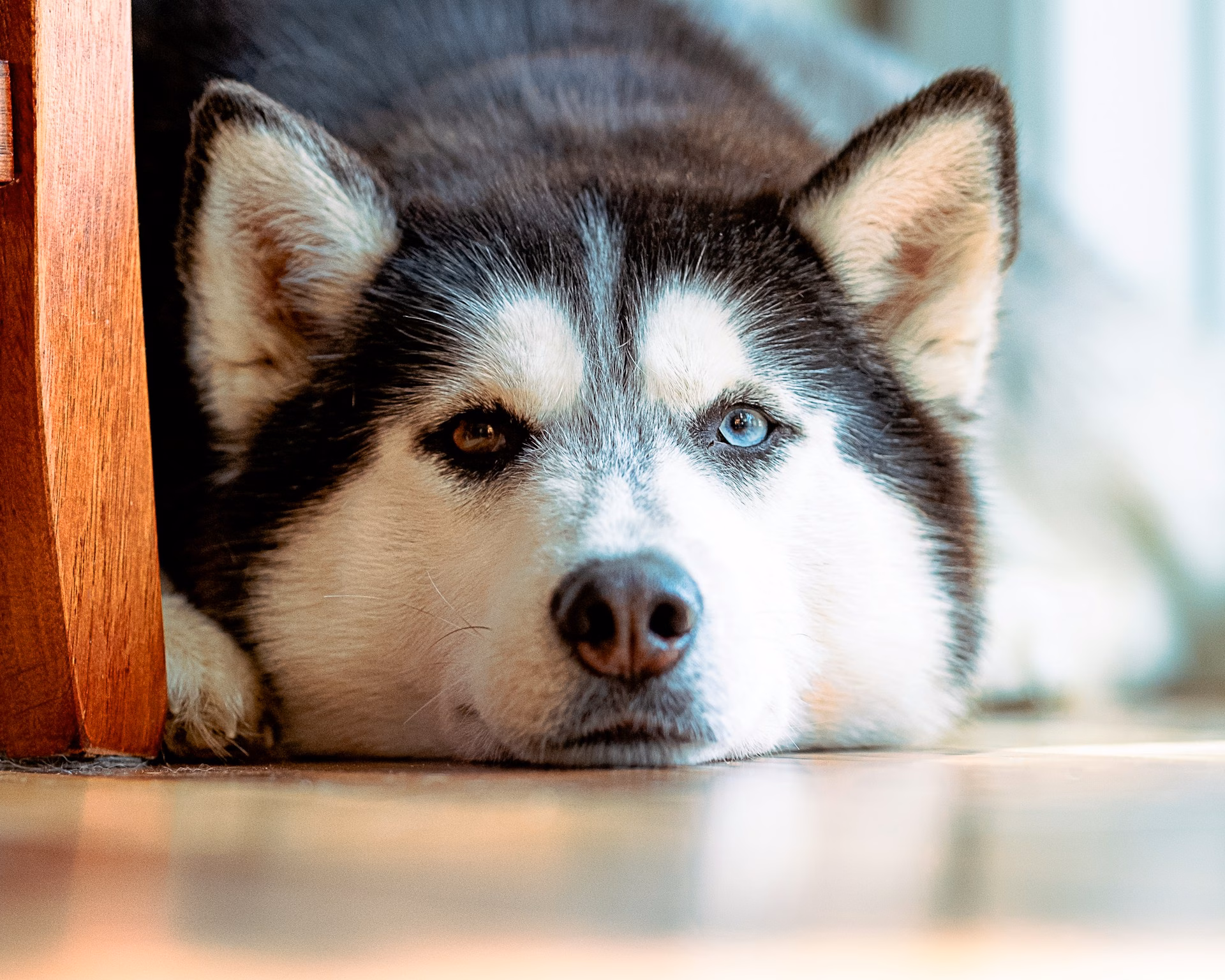 Husky Siberiano