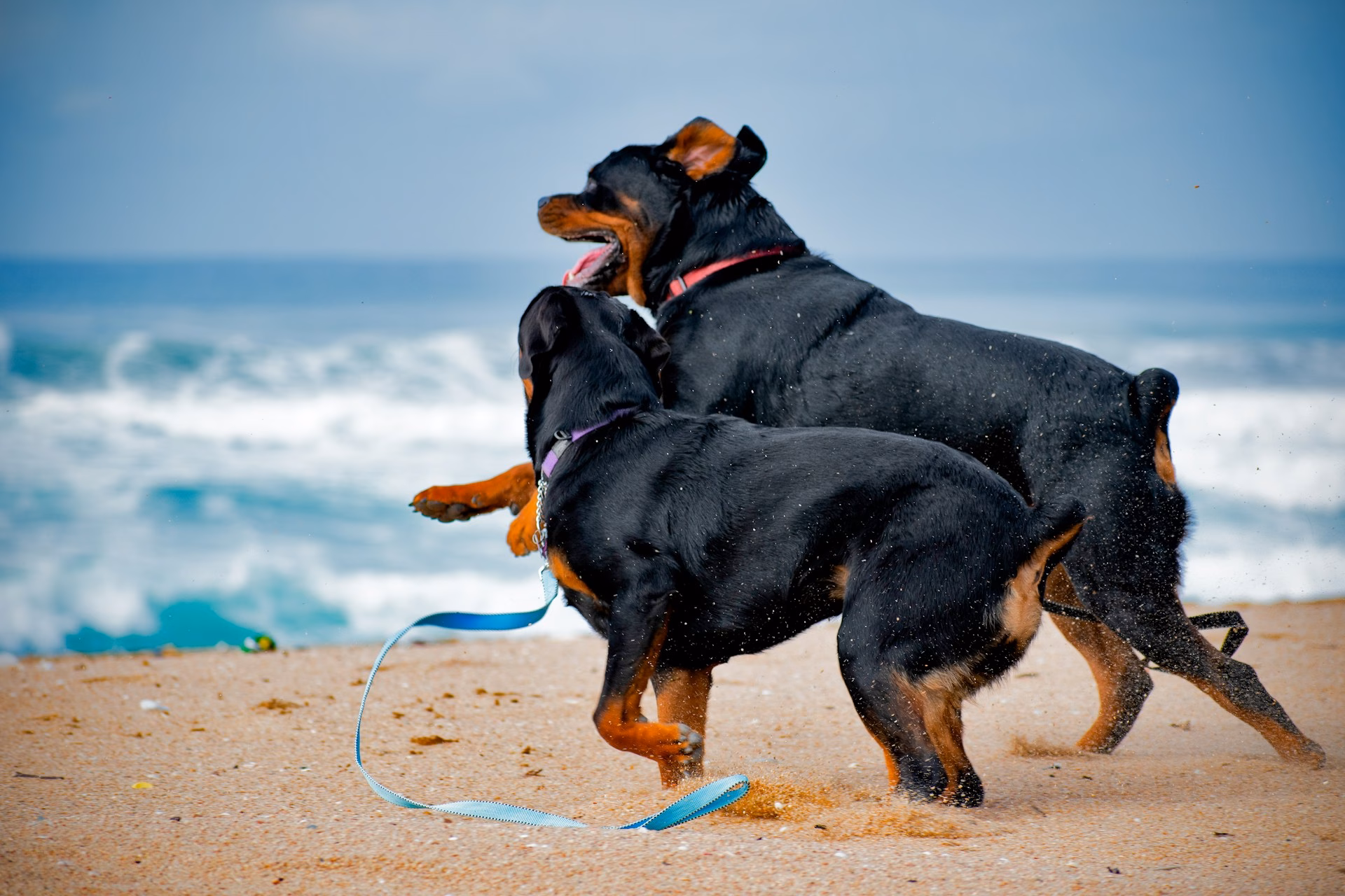 Rottweiler